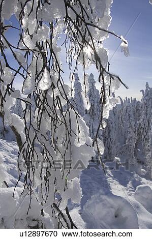 Stock Image - Bare Tree, Branch, Close-Up, Covering, Day. Fotosearch
