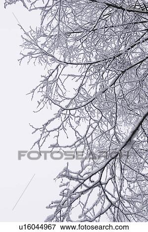 Stock Photo - Bare Tree, Branch, Close-Up, Covering, Day. Fotosearch