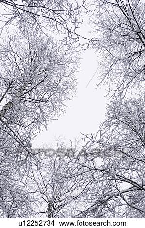 Bare Tree, Branch, Day, Frozen, Generic Location View Large Photo Image Picture - Bare Tree, Branch, Day, Frozen, Generic Location. Fotosearch