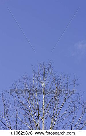Stock Photo - Bare Tree, Clear Sky, Branch, Blue, Autumn. Fotosearch