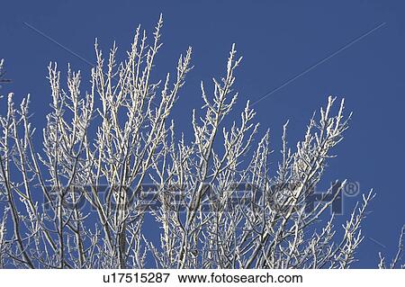 Stock Photo - Bare Tree, Clear Sky, Day, High Section. Fotosearch