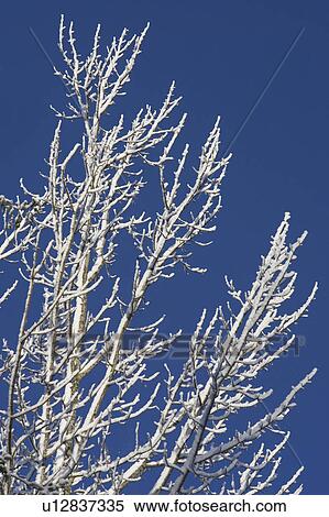 Stock Photography - Bare Tree, Day, High Section. Fotosearch