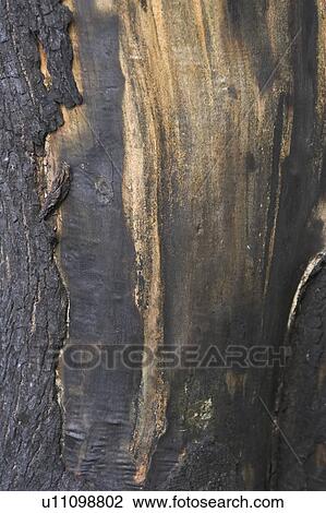 Stock Image - Bark, Black, Close-Up, Day, Full Frame. Fotosearch