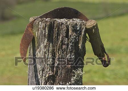 Stock Photograph - bark, brown, appearance. Fotosearch