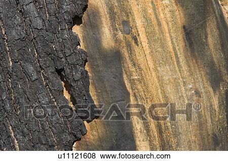 Bark, Brown, Close-Up, Detail, Extreme Close-Up View Large Photo Image Stock Photo - Bark, Brown, Close-Up, Detail, Extreme Close-Up. Fotosearch
