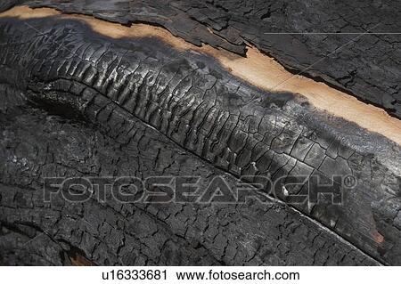 Stock Image - Bark, Burnt, Charred, Colored, Condition. Fotosearch