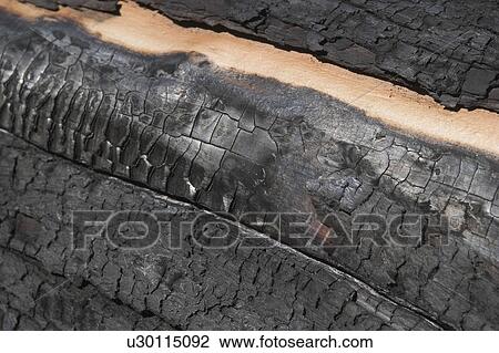 Stock Image - Bark, Burnt, Charred, Condition, Damaged, Day. Fotosearch