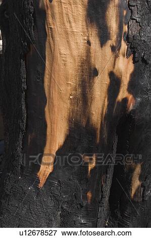 Bark, Burnt, Charred, Forest Fire, Jungle View Large Photo Image Stock Photo - Bark, Burnt, Charred, Forest Fire, Jungle. Fotosearch
