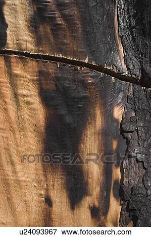 Stock Photo - Bark, Burnt, Charred, Forest Fire, Jungle. Fotosearch