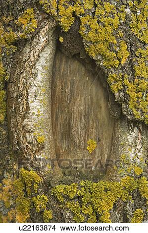 Picture - Bark, Close-Up, Day, Full Frame, Fungus. Fotosearch
