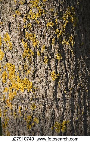 Bark, Close-Up, Full Frame, Fungus, Lichen View Large Photo Image Stock Photo - Bark, Close-Up, Full Frame, Fungus, Lichen. Fotosearch