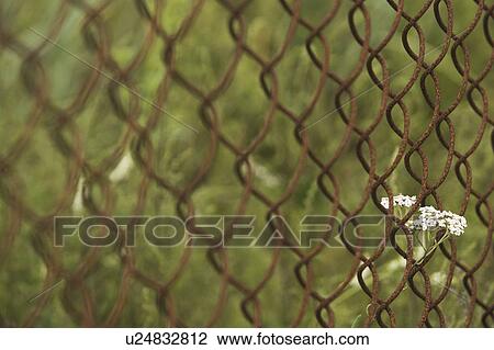 Stock Image - Barricade, Barrier, Chain-Link Fence, Close-Up, Design. Fotosearch