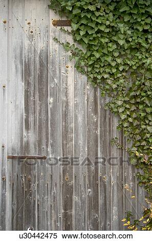 Stock Photography - barricade, leaf, laves, wood, outdoor, green. Fotosearch