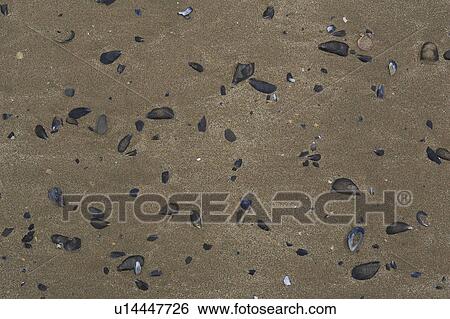 Stock Photograph - Beach, Broken, Brown, Day, Full Frame. Fotosearch