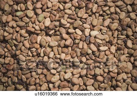 beans, cereal View Large Photo Image Stock Photograph - beans, cereal. Fotosearch