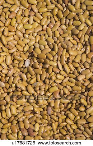 beans, cereal View Large Photo Image Stock Photograph - beans, cereal. Fotosearch