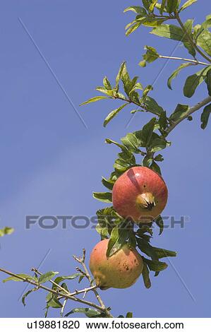 Stock Image - Beauty, Blue Sky, Branch, Close-Up, Day. Fotosearch