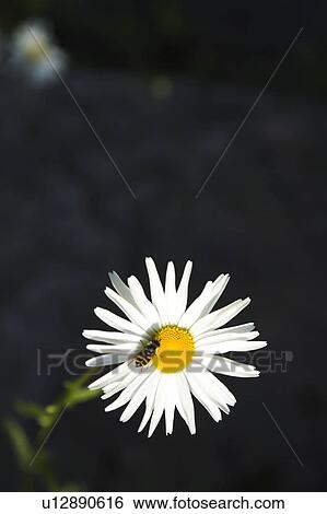 Bee, Close-Up, Daisy, Flower, Flower Head View Large Photo Image Stock Photograph - Bee, Close-Up, Daisy, Flower, Flower Head. Fotosearch