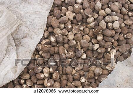 Stock Photograph - beige, brown. Fotosearch