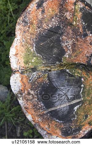 Stock Photo - Bench, Destruction, Day, Broken, Abandoned. Fotosearch
