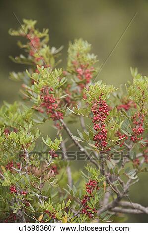 Berry, Branch, Close-Up, Day, Focus On Foreground View Large Photo Image Stock Photo - Berry, Branch, Close-Up, Day, Focus On Foreground. Fotosearch
