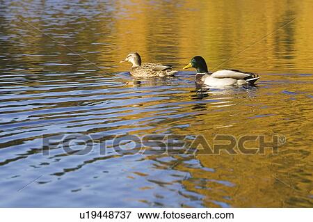 Stock Photo - Bird, Duck, Day, Avian, Animals In The Wild. Fotosearch