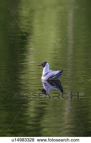 Stock Photo - bird, duck, feathers, plumage, water birds, aquatic. Fotosearch