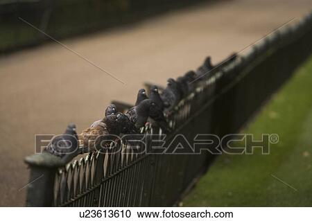 Black, Fence, Birds, Pigeon, Green, Grass View Large Photo Image Stock Image - Black, Fence, Birds, Pigeon, Green, Grass. Fotosearch