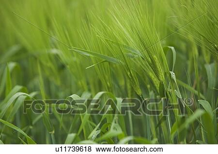 Stock Photo - Blade Of Grass, Close-Up, Crop, Cultivated, Day. Fotosearch