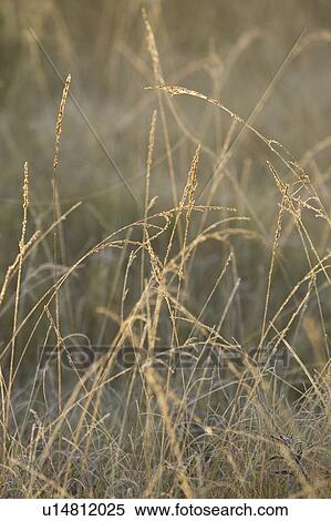 Stock Photography - Blade Of Grass, Close-Up, Day, Dry, Focus On Foreground. Fotosearch