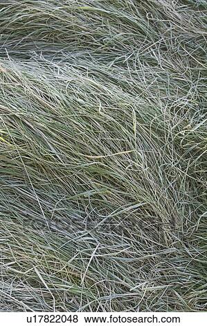 Stock Photo - Blade Of Grass, Day, Dense, Flat, Full Frame. Fotosearch