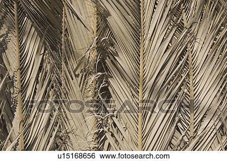 Stock Photograph - Blades, Brown, Climate, Close-Up, Day, Dry. Fotosearch