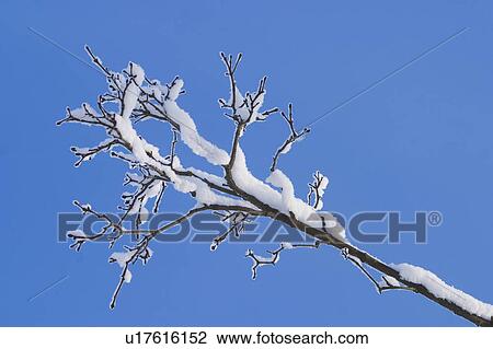 Stock Image - Blizzard, Cold, Calm, Blue Sky, Autumn. Fotosearch
