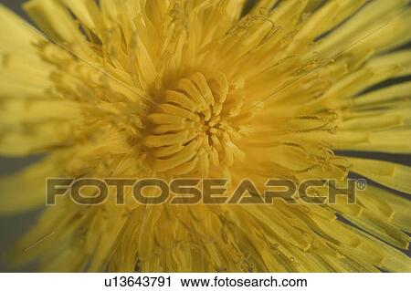 Stock Image - bloom, blooms, blossom. Fotosearch