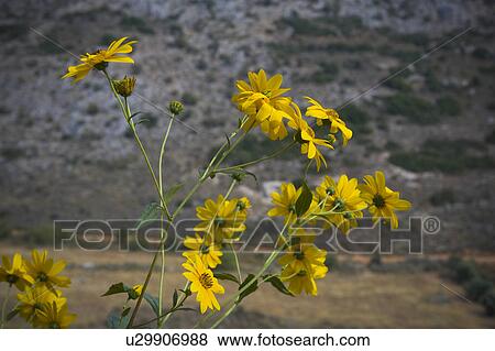 Bloom, Blossom View Large Photo Image Stock Photo - Bloom, Blossom. Fotosearch
