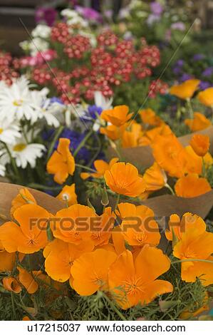 Stock Photo - Bloom, Nature. Fotosearch