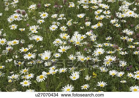 Blooms, Blossom, Bright, Day, Flora View Large Photo Image Picture - Blooms, Blossom, Bright, Day, Flora. Fotosearch