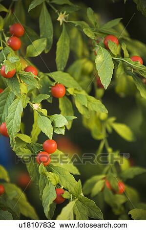 Blooms, Blossoms, Calm, Cherry, Close-Up View Large Photo Image Stock Image - Blooms, Blossoms, Calm, Cherry, Close-Up. Fotosearch