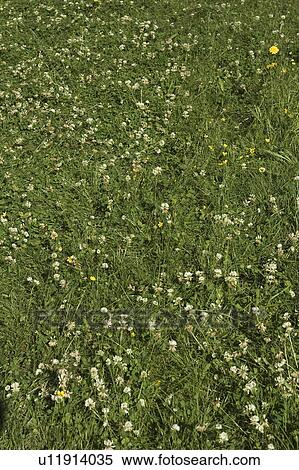 Stock Photography - Blooms, Budding, Day, Field, Flora. Fotosearch
