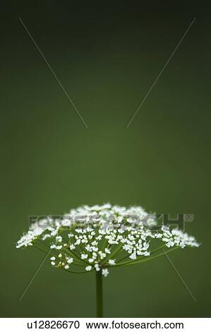 Stock Image - Blossom, Close-Up, Day, Dill. Fotosearch