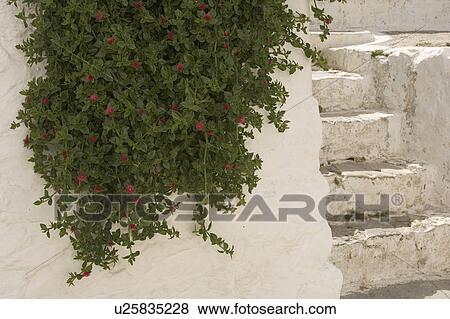 Blossom, Day, Flower, Hanging View Large Photo Image Stock Photo - Blossom, Day, Flower, Hanging. Fotosearch