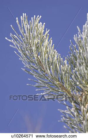 Stock Image - Blue, Branch, Clear Sky, Close-Up, Day. Fotosearch