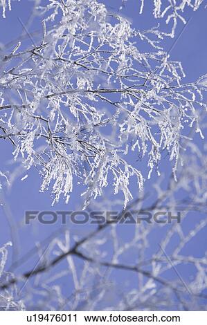 Stock Image - Blue, Branch, Clear Sky, Close-Up, Day. Fotosearch