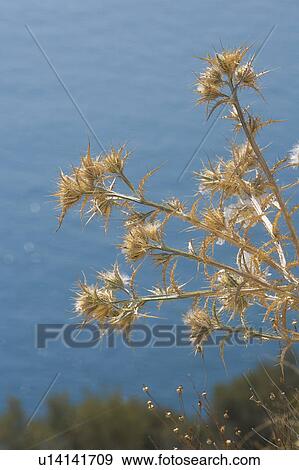 Stock Photo - Blue, Bud, Cliff, Close-Up, Day. Fotosearch