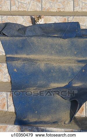 Blue, Carpet, Cat, Day, Dirt View Large Photo Image Stock Photo - Blue, Carpet, Cat, Day, Dirt. Fotosearch