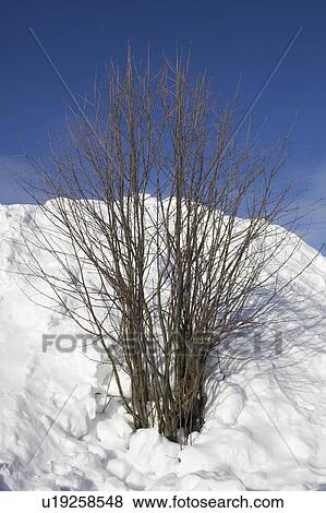 Stock Photo - Blue, Clear Sky, Close-Up, Covering, Day. Fotosearch