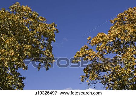 Stock Photo - Blue, Clear Sky, Cloud, Day, High Section. Fotosearch