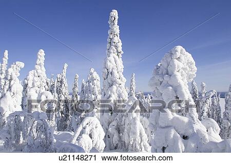 Blue, Clear Sky, Covering, Day, Dense View Large Photo Image Stock Image - Blue, Clear Sky, Covering, Day, Dense. Fotosearch