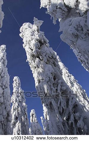 Stock Image - Blue, Clear Sky, Covering, Day, Evergreen Tree. Fotosearch