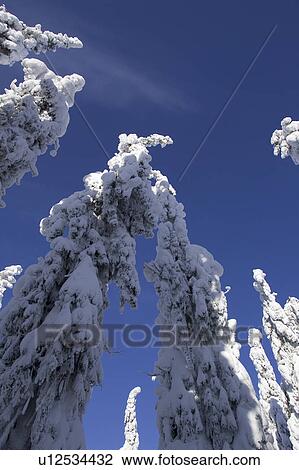 Stock Image - Blue, Clear Sky, Covering, Day, Evergreen Tree. Fotosearch